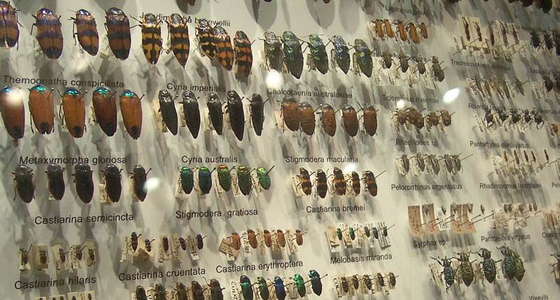 Staged and Classified Beetle Collection, (Credit: Fir0002, Wikipedia)